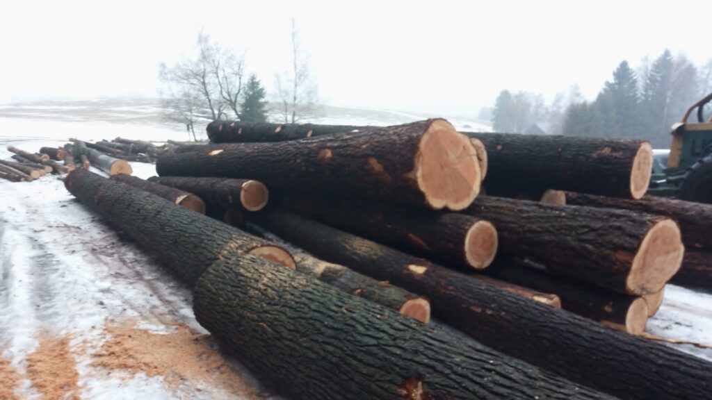 DAGLEZJA – drewno tartaczne, długość 4-12 m – SPRZEDAM