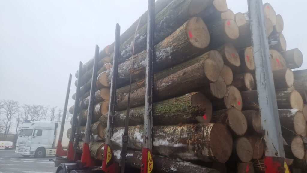 LIPA – kłody tartaczne, długość 2,5 m – SPRZEDAM