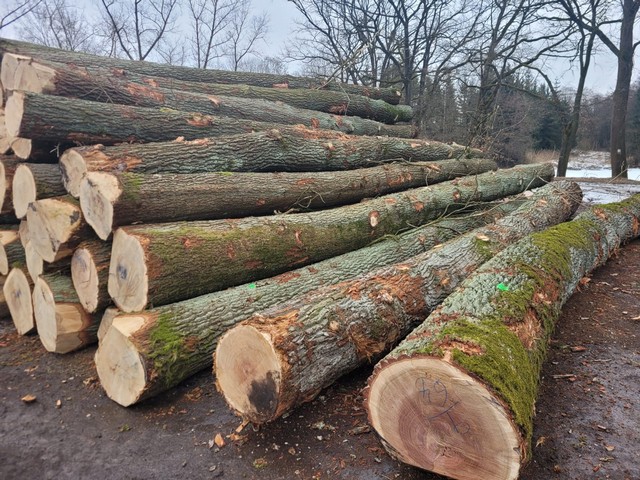 DĄB – drewno tartaczne, długość 6-12 m – SPRZEDAM