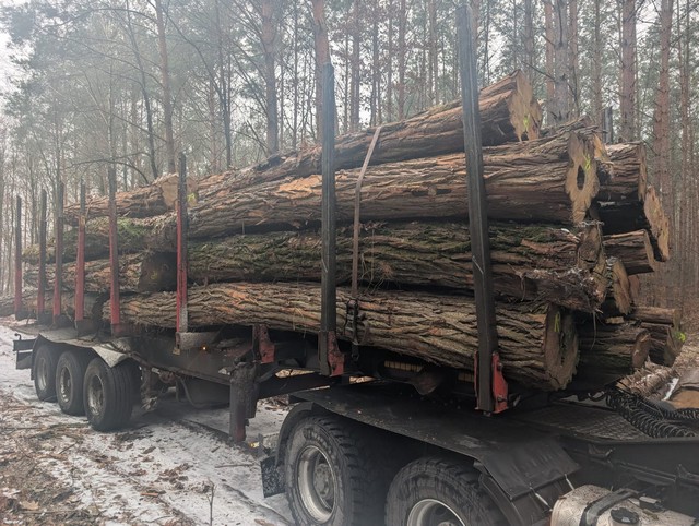 AKACJA – drewno tartaczne, długość 4-8 m – SPRZEDAM