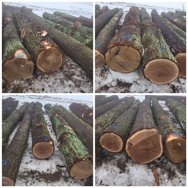 DĄB – drewno tartaczne, długość 3-9 m – SPRZEDAM