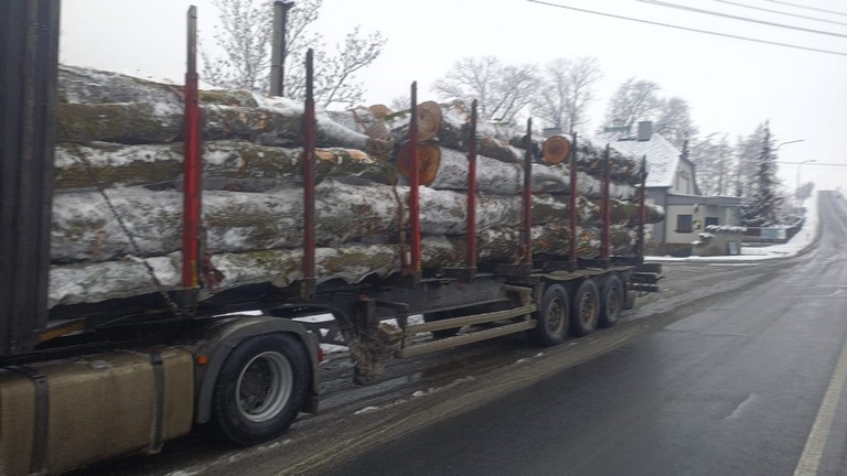 JESION – drewno tartaczne, długość 3-8 m – SPRZEDAM