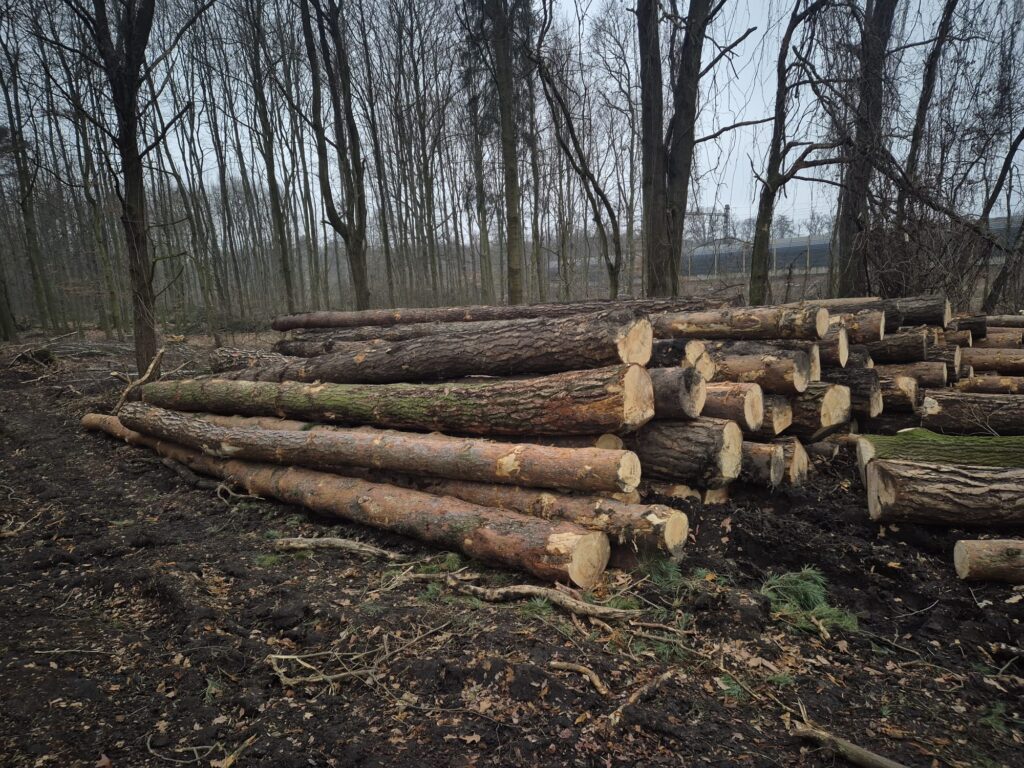 SOSNA – dłużyce tartaczne, długość 8/10/12 m – SPRZEDAM