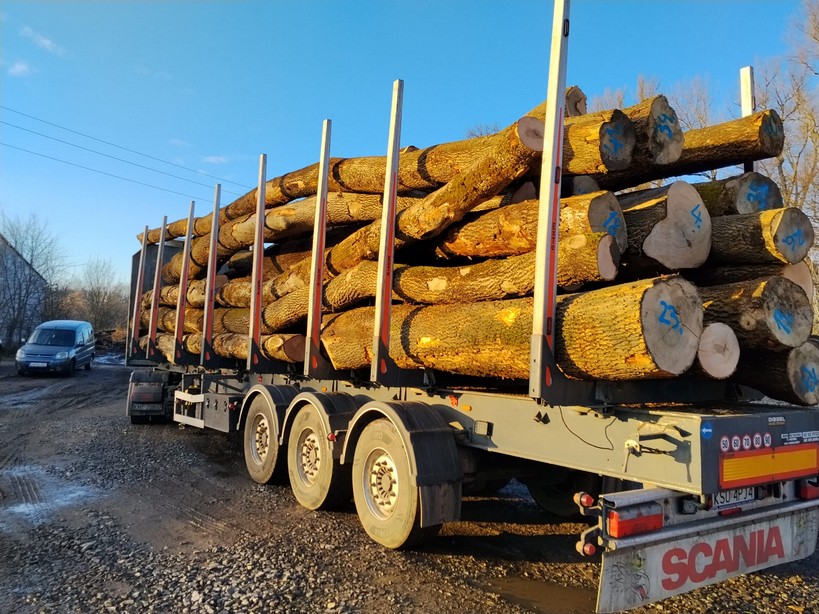 JESION – drewno tartaczne, długość 2,5-10 m – SPRZEDAM