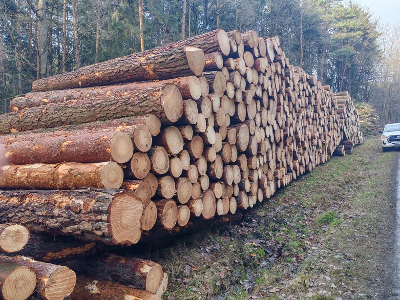 SOSNA – kłody tartaczne, długość 4 m – SPRZEDAM