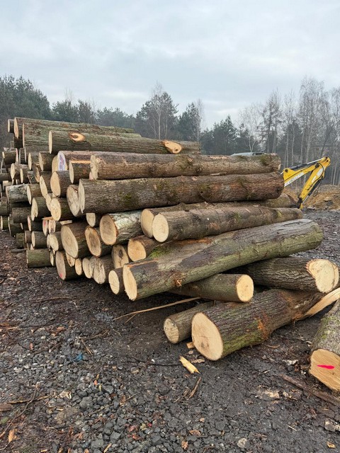 LIPA – kłody tartaczne, długość 2,5 m – SPRZEDAM