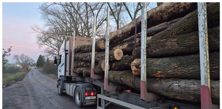 JESION – drewno tartaczne, długość 3-12 m – SPRZEDAM