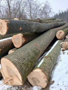 JESION – drewno tartaczne, długość 4-12 m – SPRZEDAM