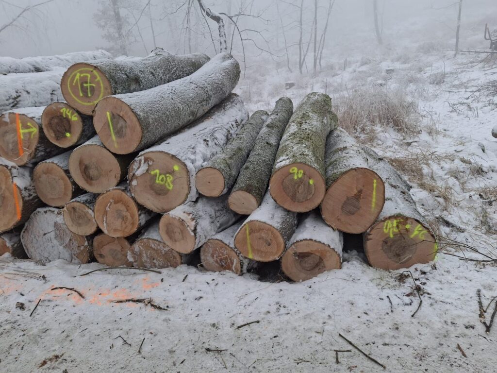 JESION – kłody tartaczne, długość 2,5 m – SPRZEDAM