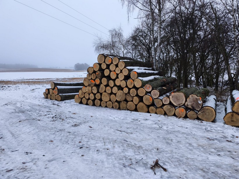 DĄB – kłody tartaczne, długość 4 m – SPRZEDAM