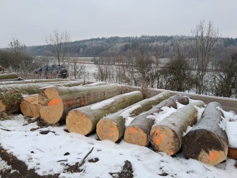 Buk – kłody tartaczne, długość 4 m – SPRZEDAM
