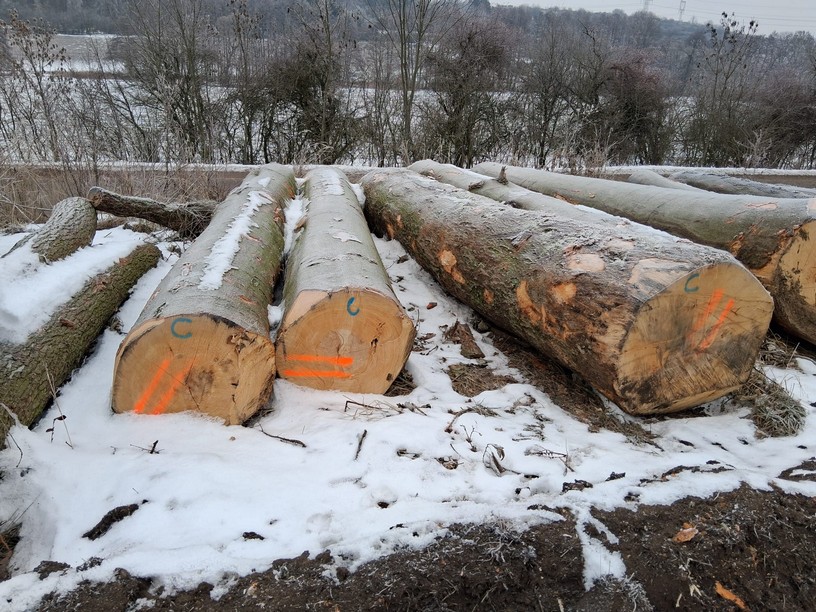 Buk – kłody tartaczne, długość 4 m – SPRZEDAM
