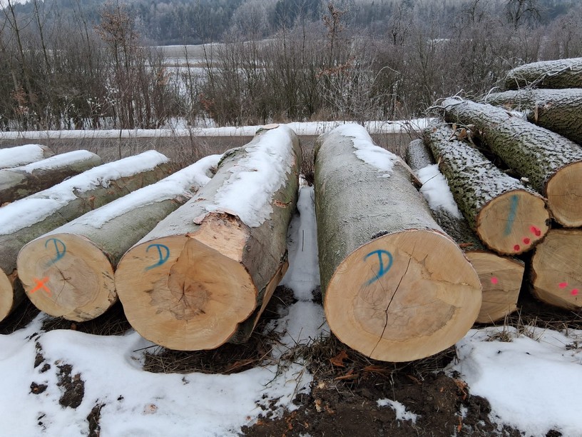Buk – kłody tartaczne, długość 4 m – SPRZEDAM