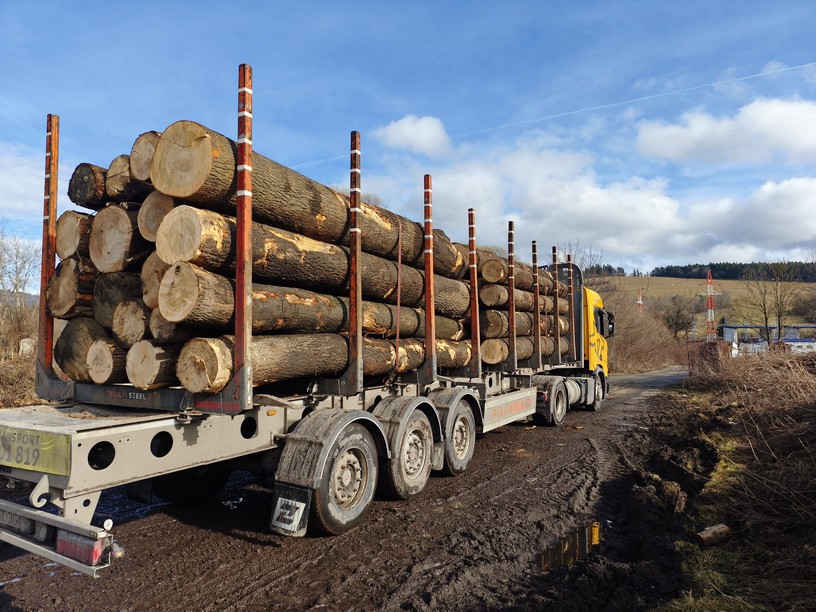 JESION – kłody tartaczne, długość 5 m – SPRZEDAM