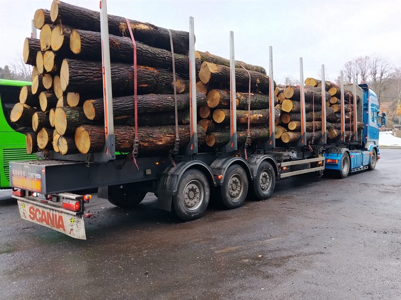 DĄB – kłody tartaczne, długość 2,5 m – SPRZEDAM