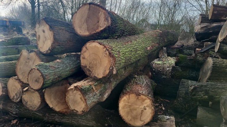 DĄB – kłody tartaczne, długość 3/4/5/6 m – SPRZEDAM