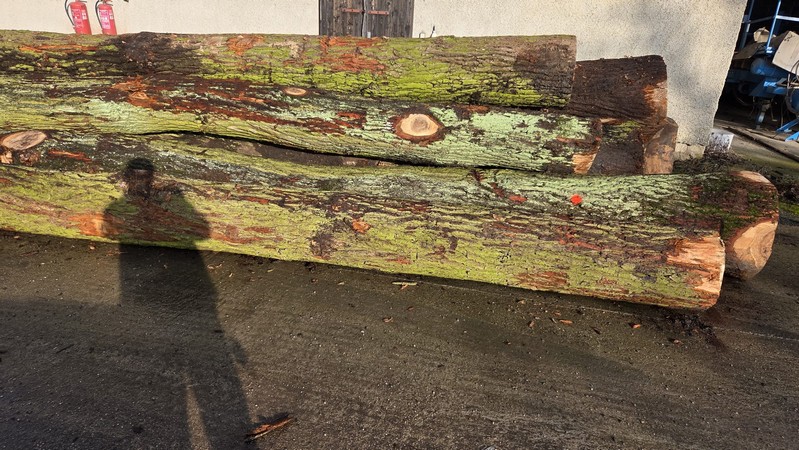 DĄB – drewno tartaczne, długość 5-12 m – SPRZEDAM