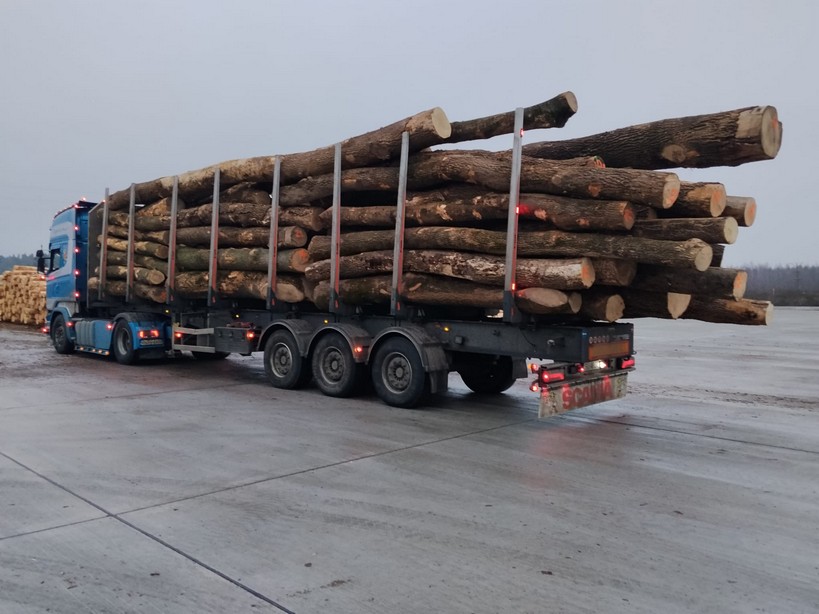 JESION – drewno tartaczne, długość 3-12 m – SPRZEDAM