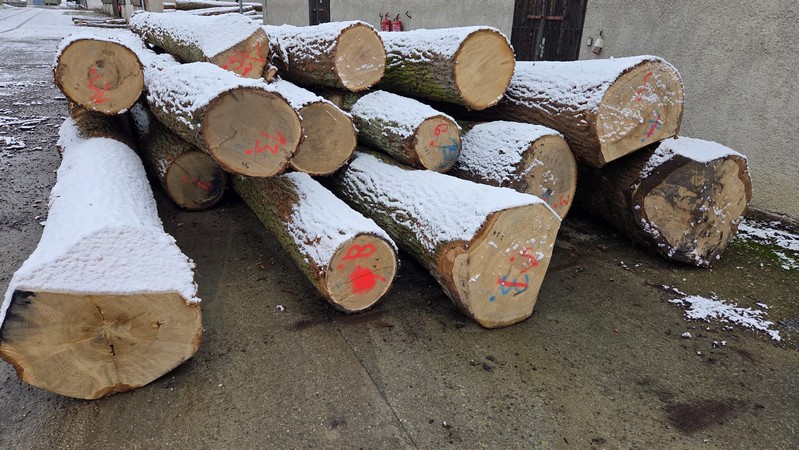 DĄB – drewno tartaczne, długość 4-12 m – SPRZEDAM