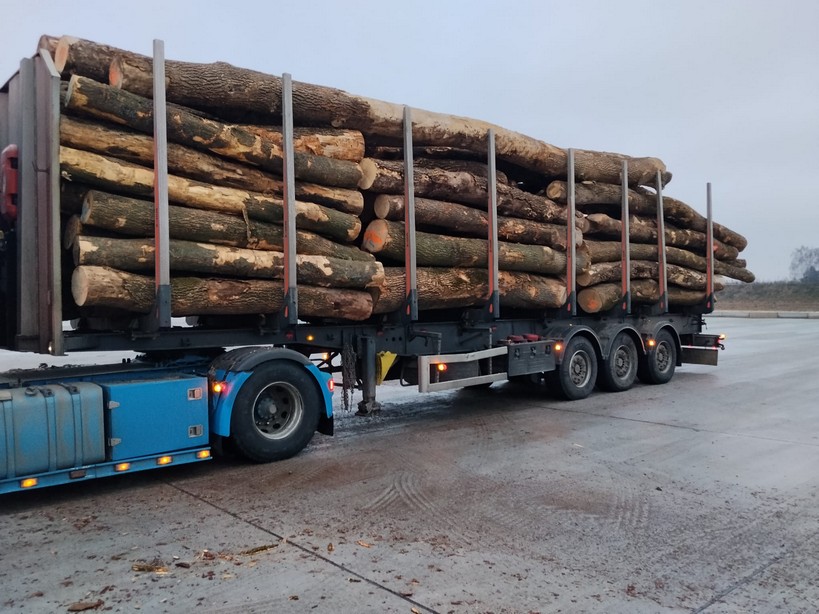 JESION – drewno tartaczne, długość 3-12 m – SPRZEDAM