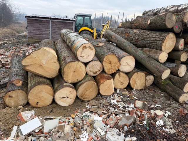 LIPA – kłody tartaczne, długość 2,5 m – SPRZEDAM