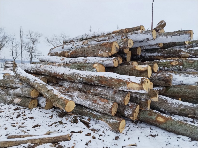 DĄB – drewno tartaczne, długość 2,5-8 m – SPRZEDAM