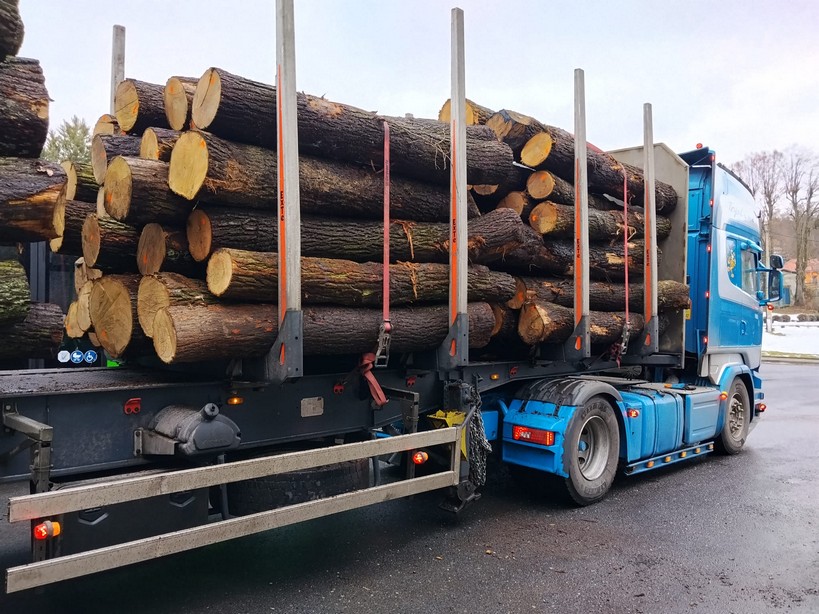 DĄB – kłody tartaczne, długość 2,5 m – SPRZEDAM