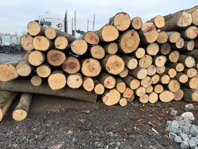 LIPA – kłody tartaczne, długość 2,5 m – SPRZEDAM