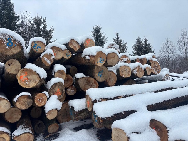 JESION – drewno tartaczne, długość 2,5-12 m – SPRZEDAM