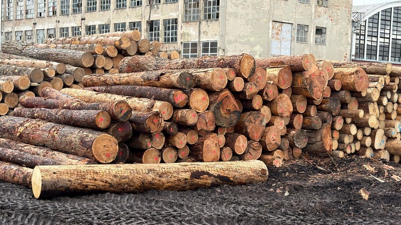 MODRZEW – kłody tartaczne, długość 4 m – SPRZEDAM