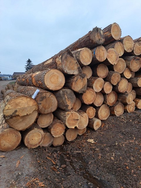 SOSNA – kłody tartaczne, długość 4 m – SPRZEDAM