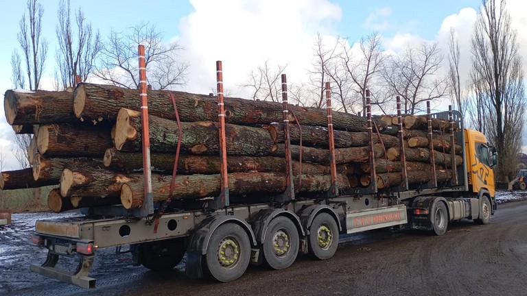 DĄB – drewno tartaczne, długość 2,5-8 m – SPRZEDAM