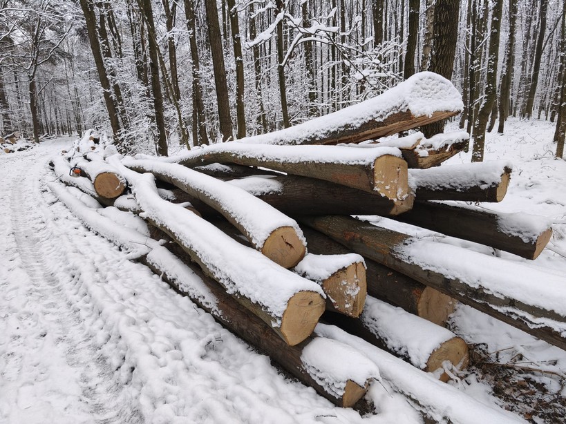 DĄB CZERWONY – drewno taratczne, długość 4-12 m – SPRZEDAM