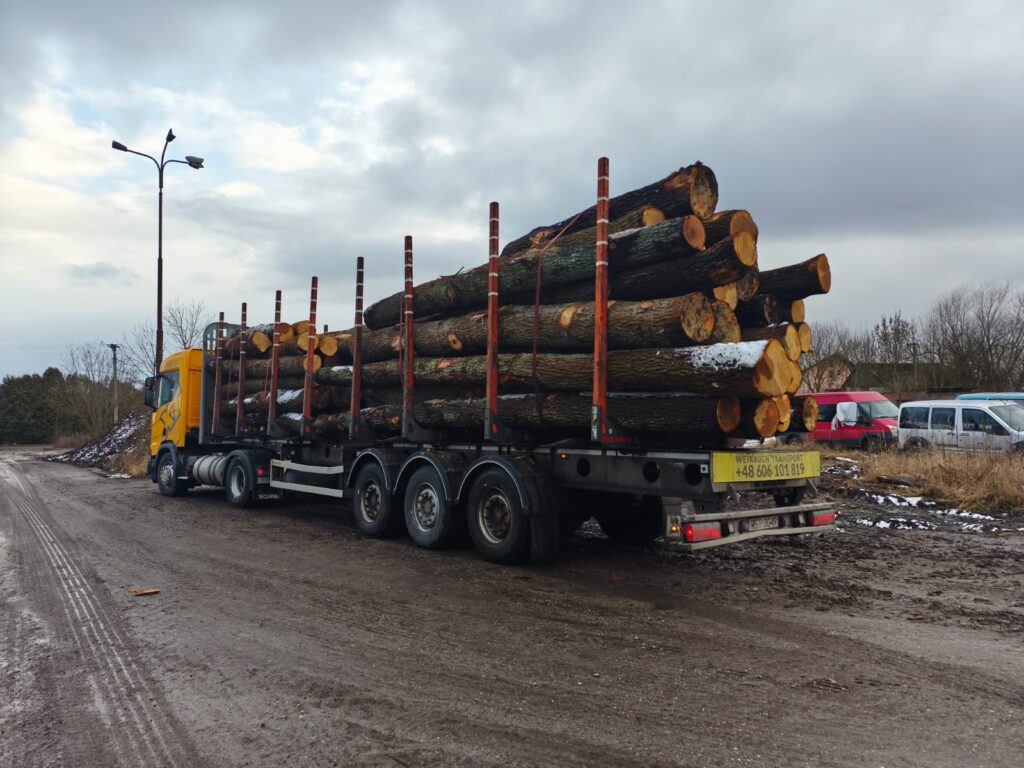 DĄB – drewno tartaczne, długość 2,5-8 m – SPRZEDAM