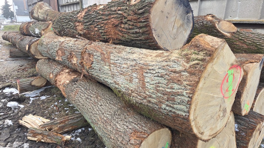 DĄB – drewno tartaczne, długość 3-12 m – SPRZEDAM