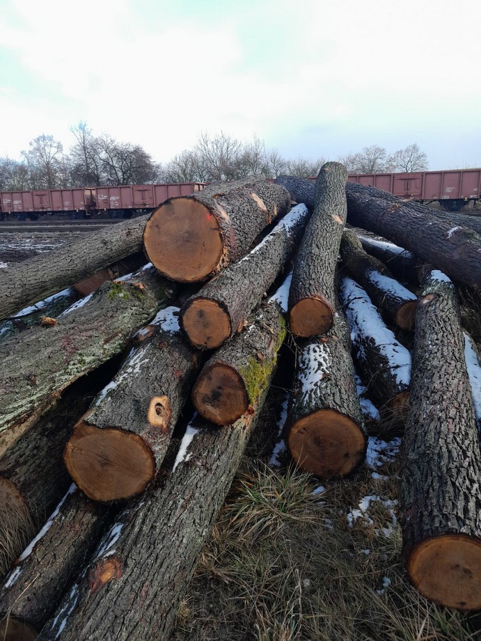 DĄB – kłody tartaczne, długość 3/4/5/6 m – SPRZEDAM