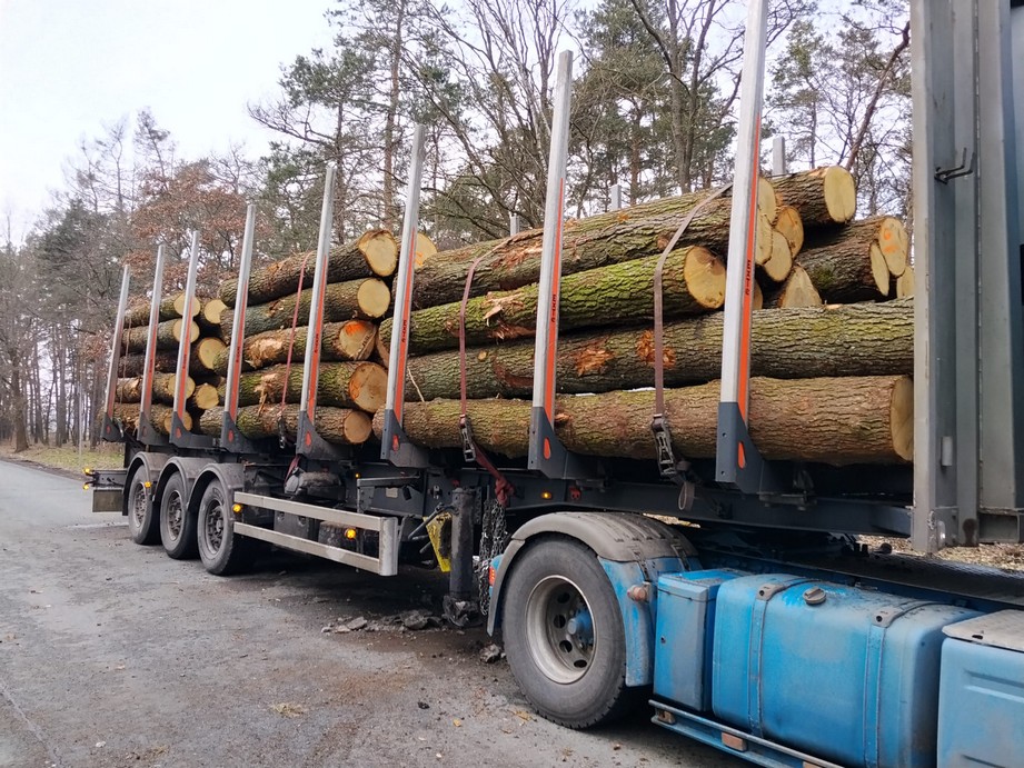 DĄB – kłody tartaczne, długość 3/4 m – SPRZEDAM