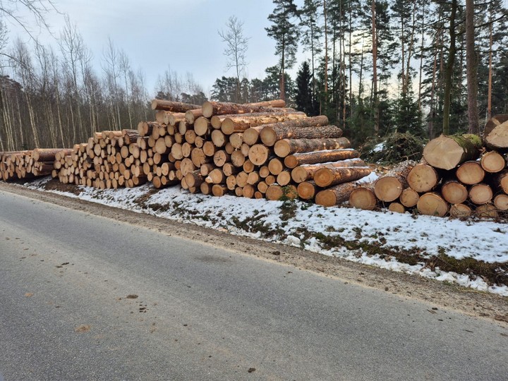 SOSNA – kłody tartaczne, długość 4 m – SPRZEDAM