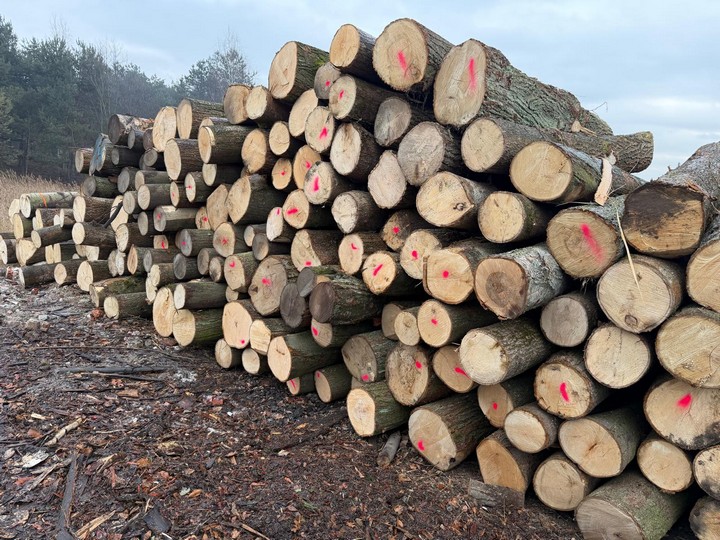 LIPA – kłody tartaczne, długość 2,5 m – SPRZEDAM