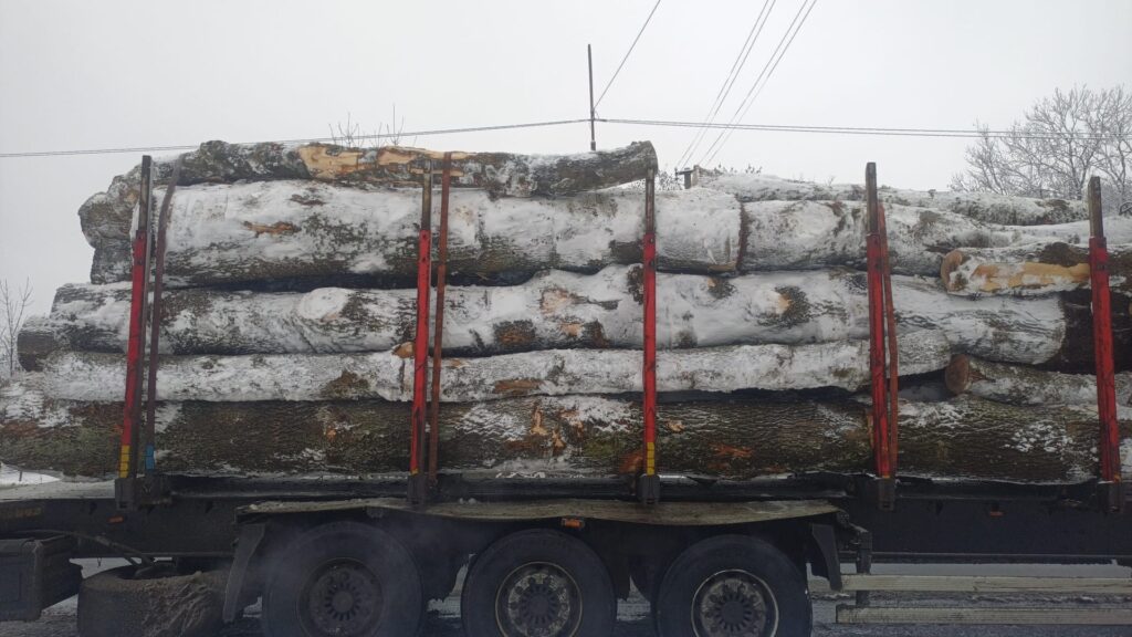 JESION – drewno tartaczne, długość 3-8 m – SPRZEDAM