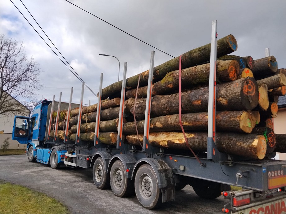 JESION – drewno tartaczne, długość 3-12 m – SPRZEDAM