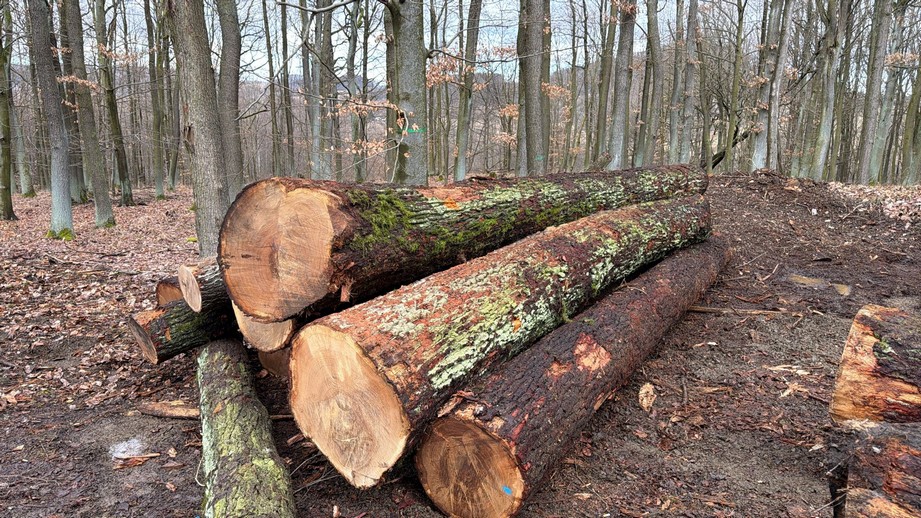 DĄB – drewno tartaczne, długość 3-11 m – SPRZEDAM