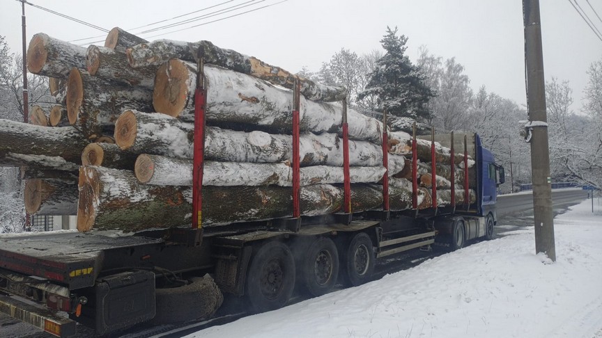 JESION – drewno tartaczne, długość 3-8 m – SPRZEDAM