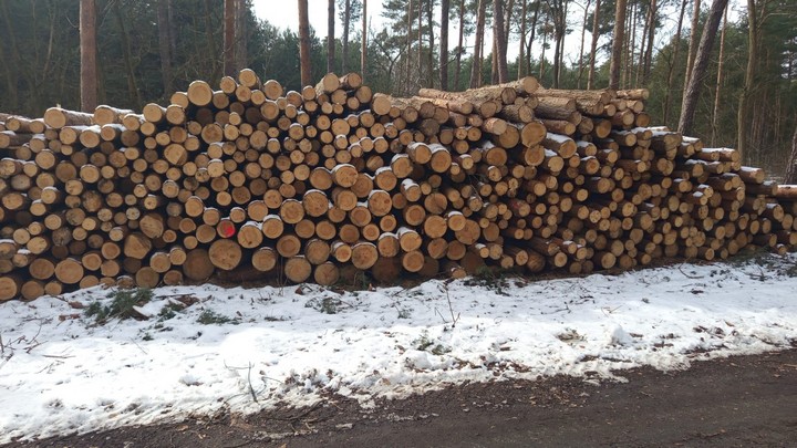 SOSNA – kłody tartaczne, długość 3 m – SPRZEDAM