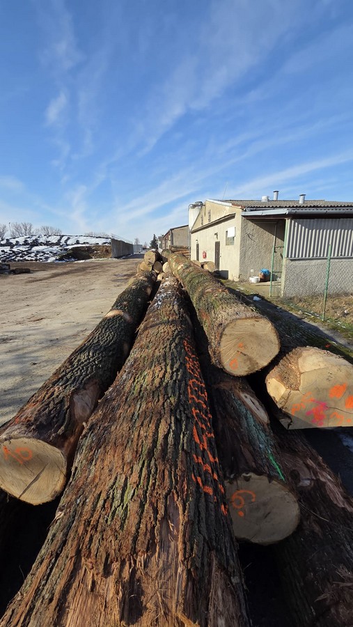 DĄB – drewno tartaczne, długość 2,5-11 m – SPRZEDAM