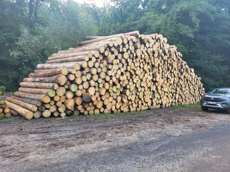 ŚWIERK – kłody tartaczne, długość 4 m – SPRZEDAM