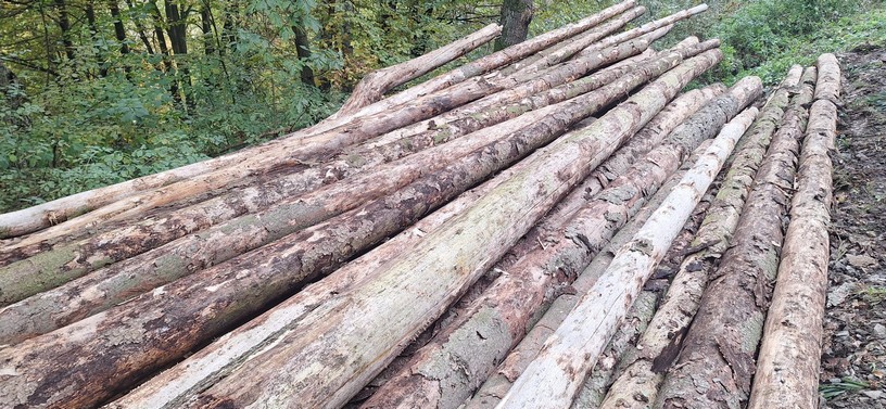 ŚWIERK – dłużyce tartaczne, długość 8/10/12 m – SPRZEDAM