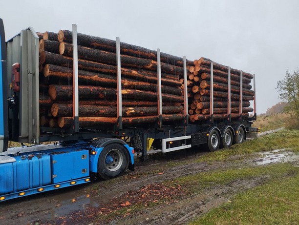 OLCHA – kłody tartaczne, długość 5 m – SPRZEDAM