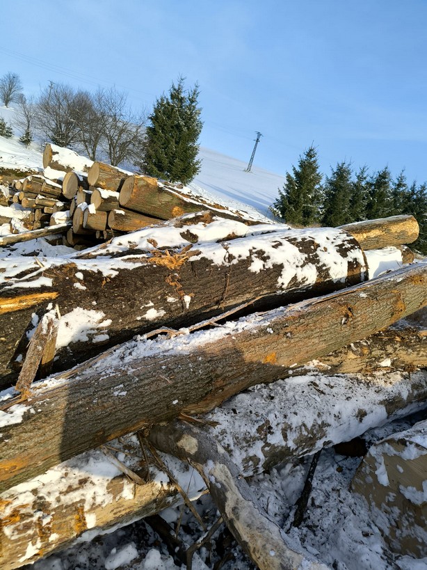 LIPA – kłody tartaczne, długość 4 m – SPRZEDAM