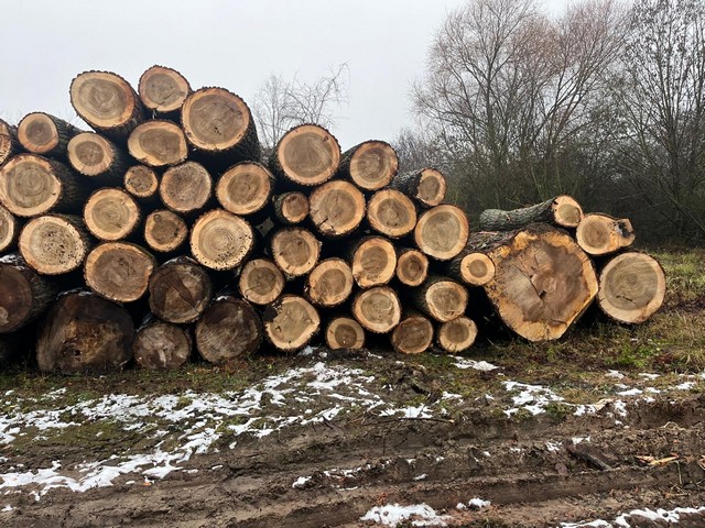 TOPOLA – kłody tartaczne, długość 4 m – SPRZEDAM